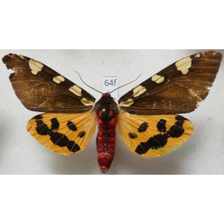 Pericallia matronula (Linnaeus, 1758) male Niedźwiedziówka krasa Poland64f